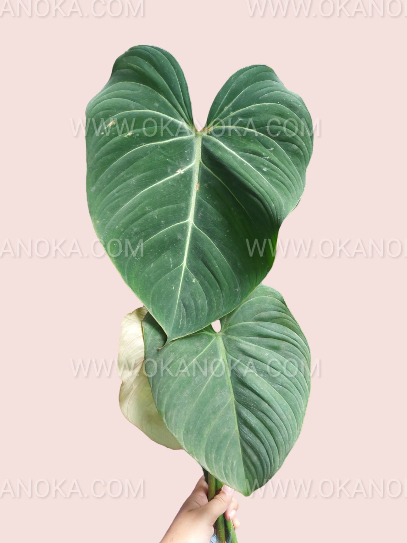 where to buy philodendron gloriosum Philodendron Gloriosum Large Live Plant – Okanoka
