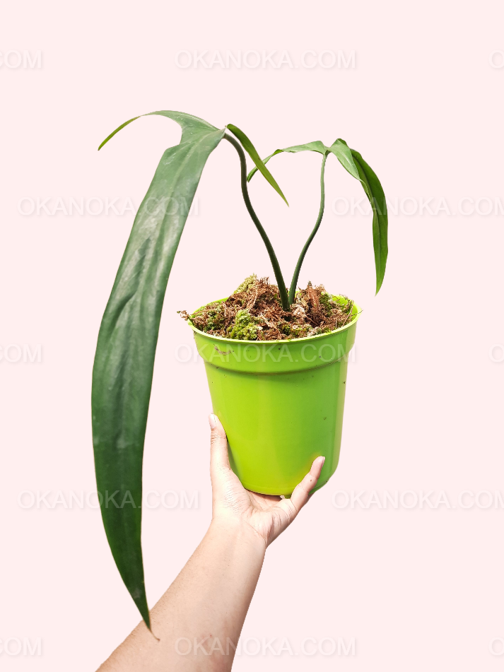 Philodendron Holtonianum – Okanoka Philodendron Holtonianum – Okanoka