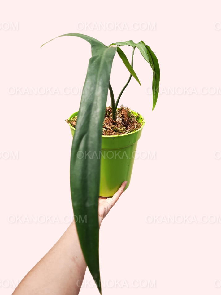 Front view of Philodendron Holtonianum in a green pot, highlighting its elongated leaves and healthy, upright growth.