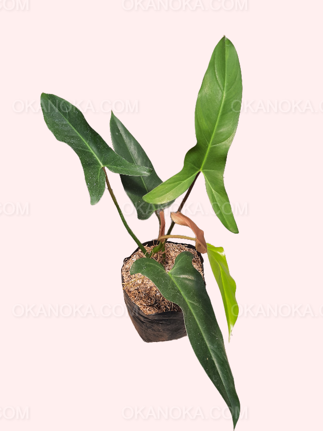philodendron in spanish filodendro mexicano – Okanoka