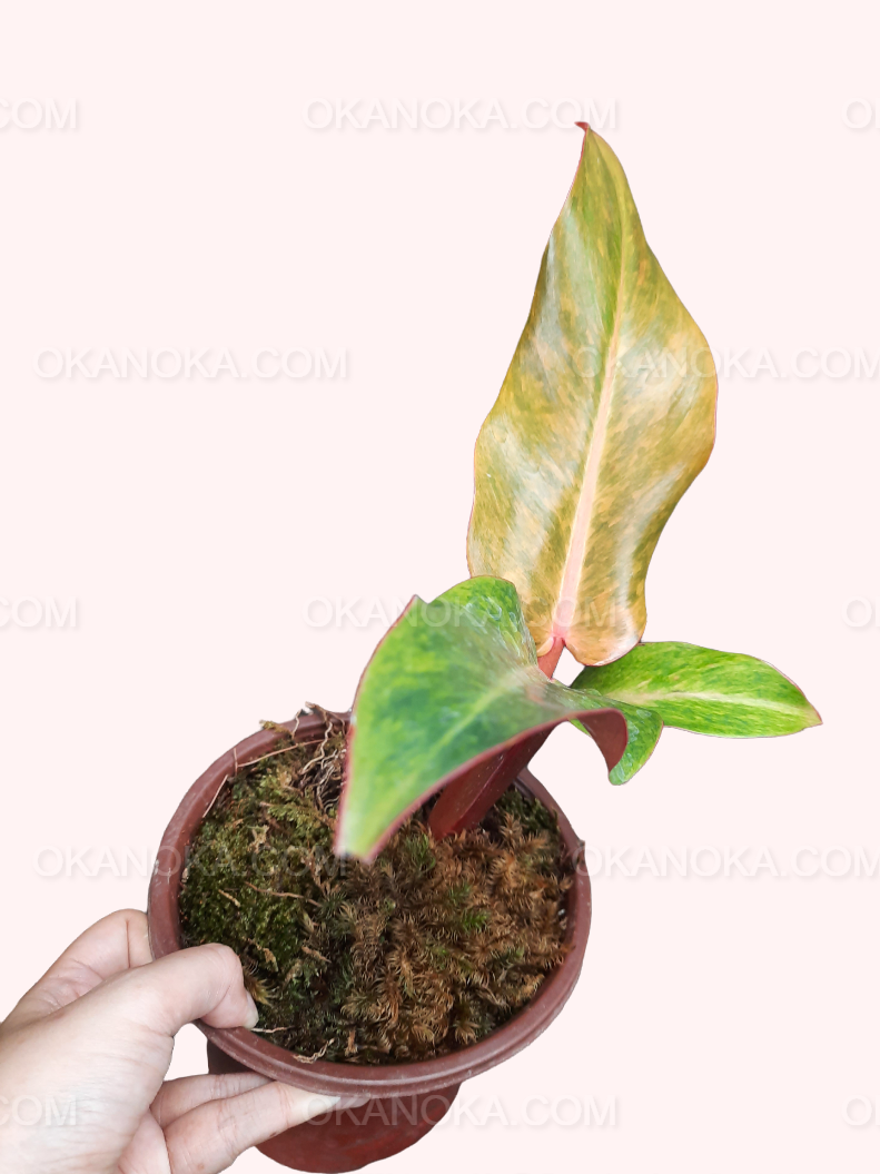 Hand holding a potted Philodendron Orange Marmalade to show size and foliage detail.