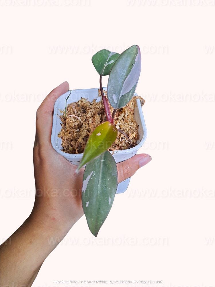 Philodendron Pink Princess live plant held in hand, tropical houseplant with green leaves and emerging pink variegation