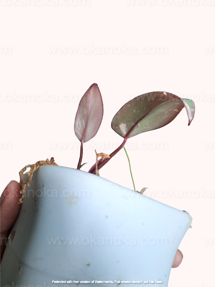 Small potted Philodendron Pink Princess live plant in light-colored pot, tropical houseplant with upright growth