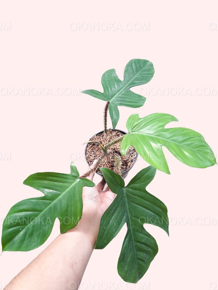 philodendron squamiferum plant Philodendron Squamiferum – Okanoka