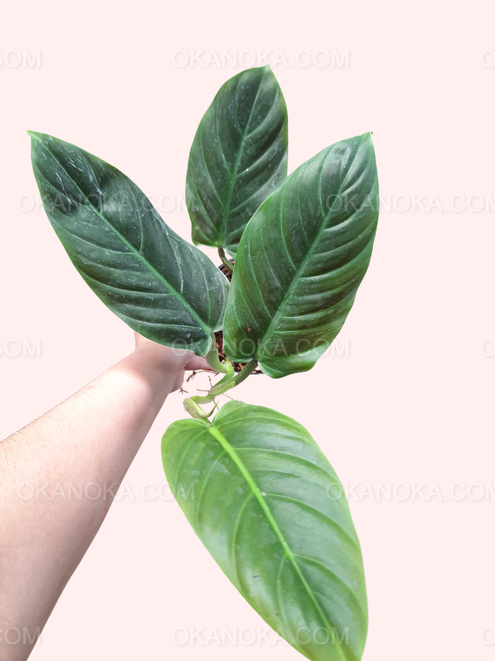 philodendron subhastatum price Philodendron Subhastatum