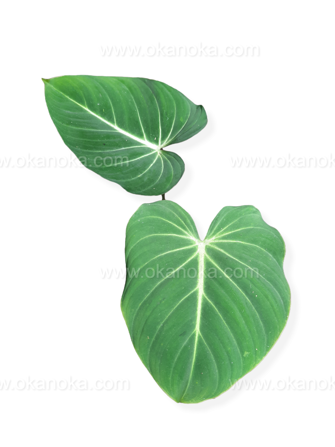 philodendron store US Store