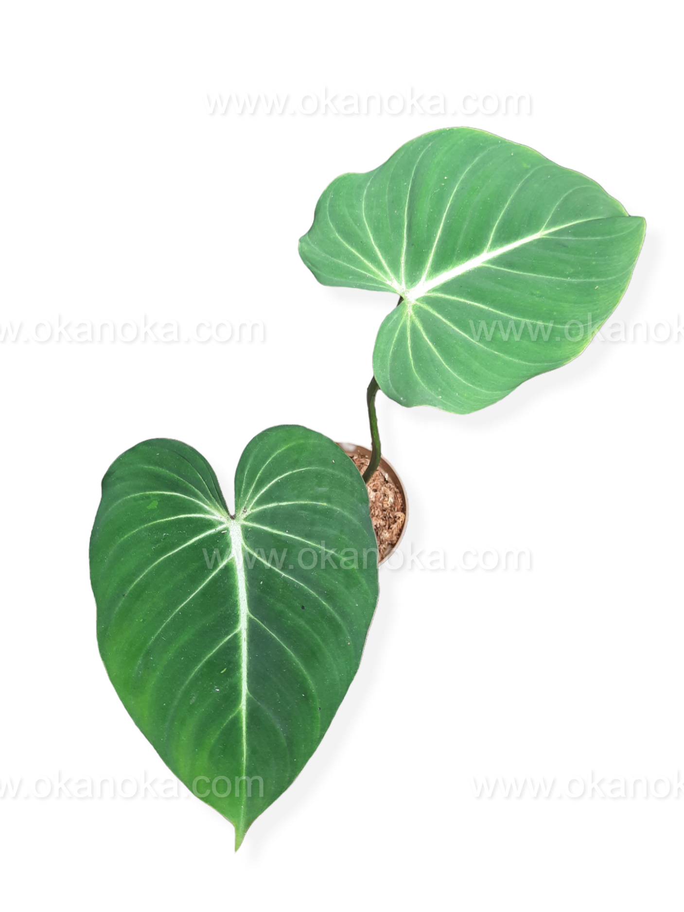US Store - Philodendron Gloriosum