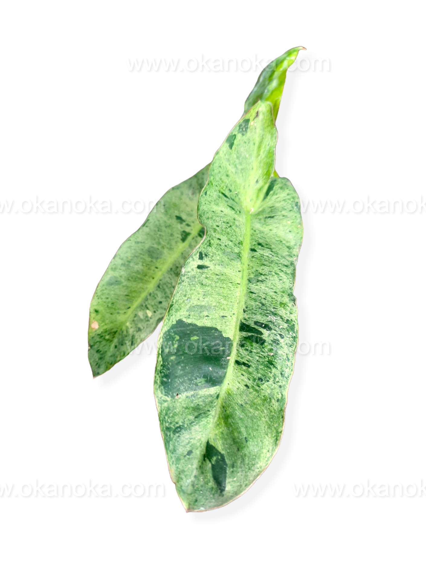philodendron billietiae paraiso verde US Store