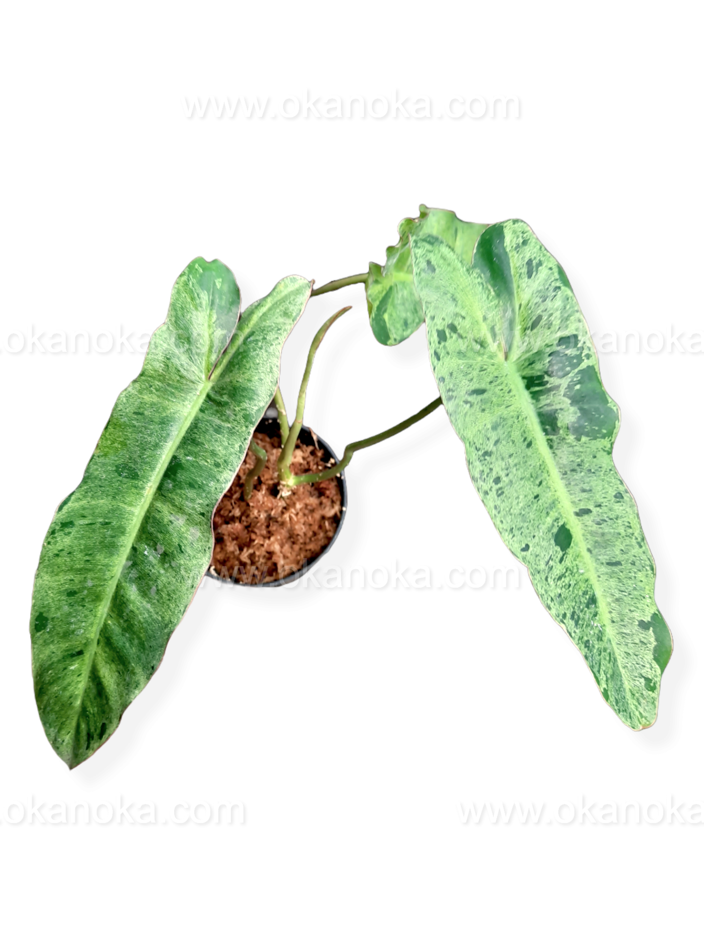 Philodendron Paraiso Verde