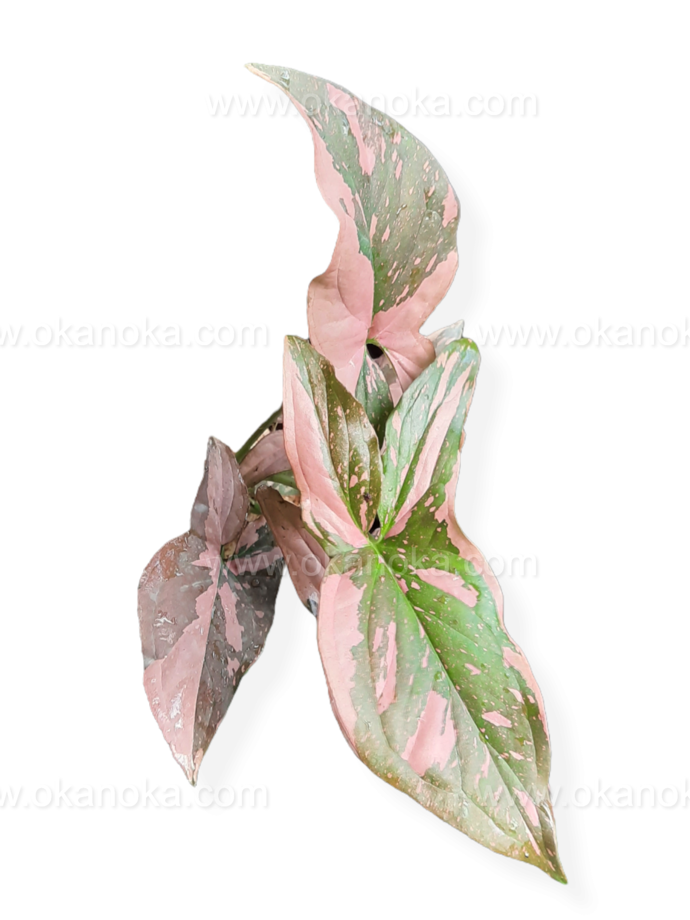 Syngonium Pink Splash