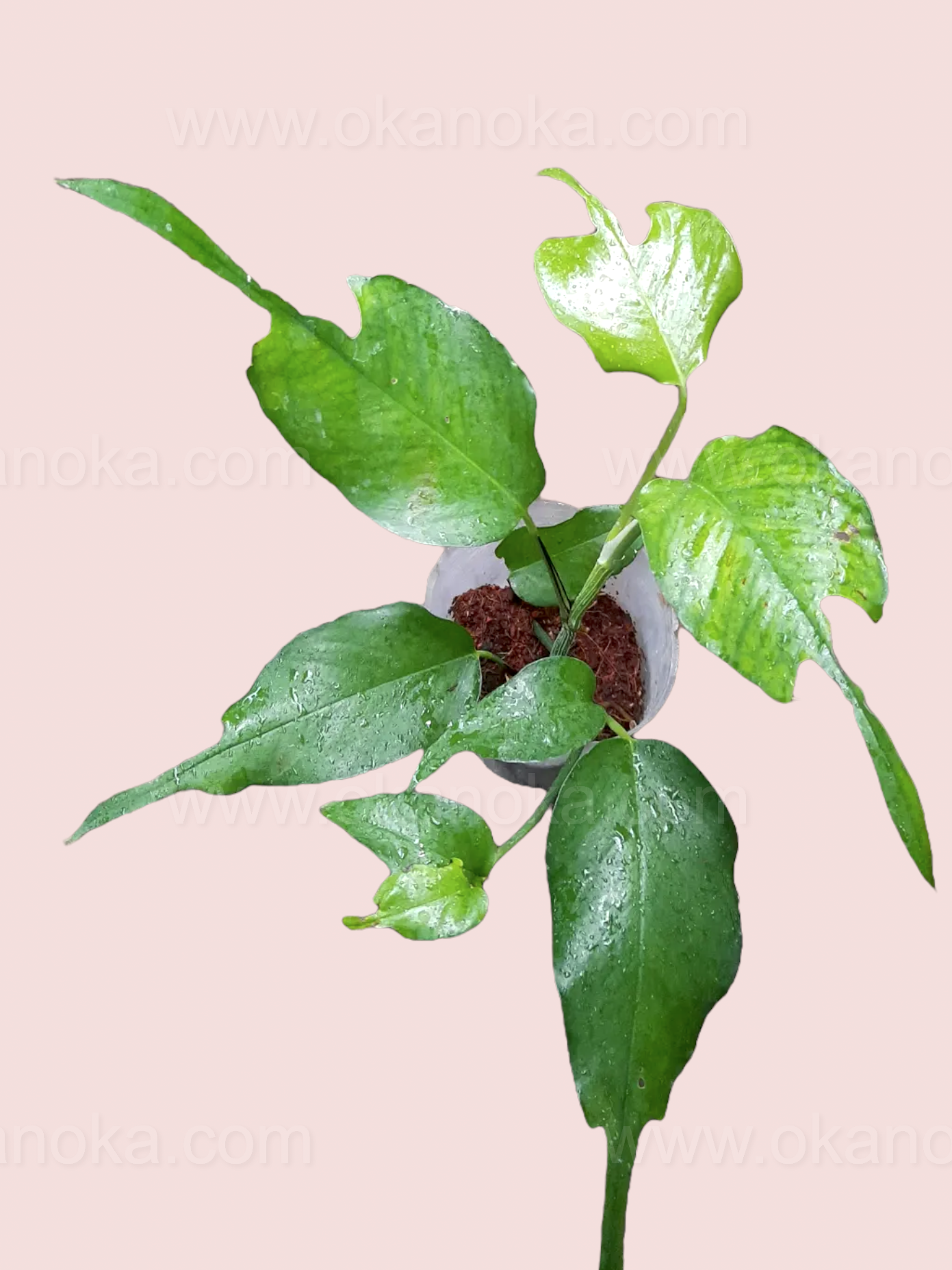 pothos epipremnum pinnatum 'skeleton key' Epipremnum Skeleton Key – Okanoka
