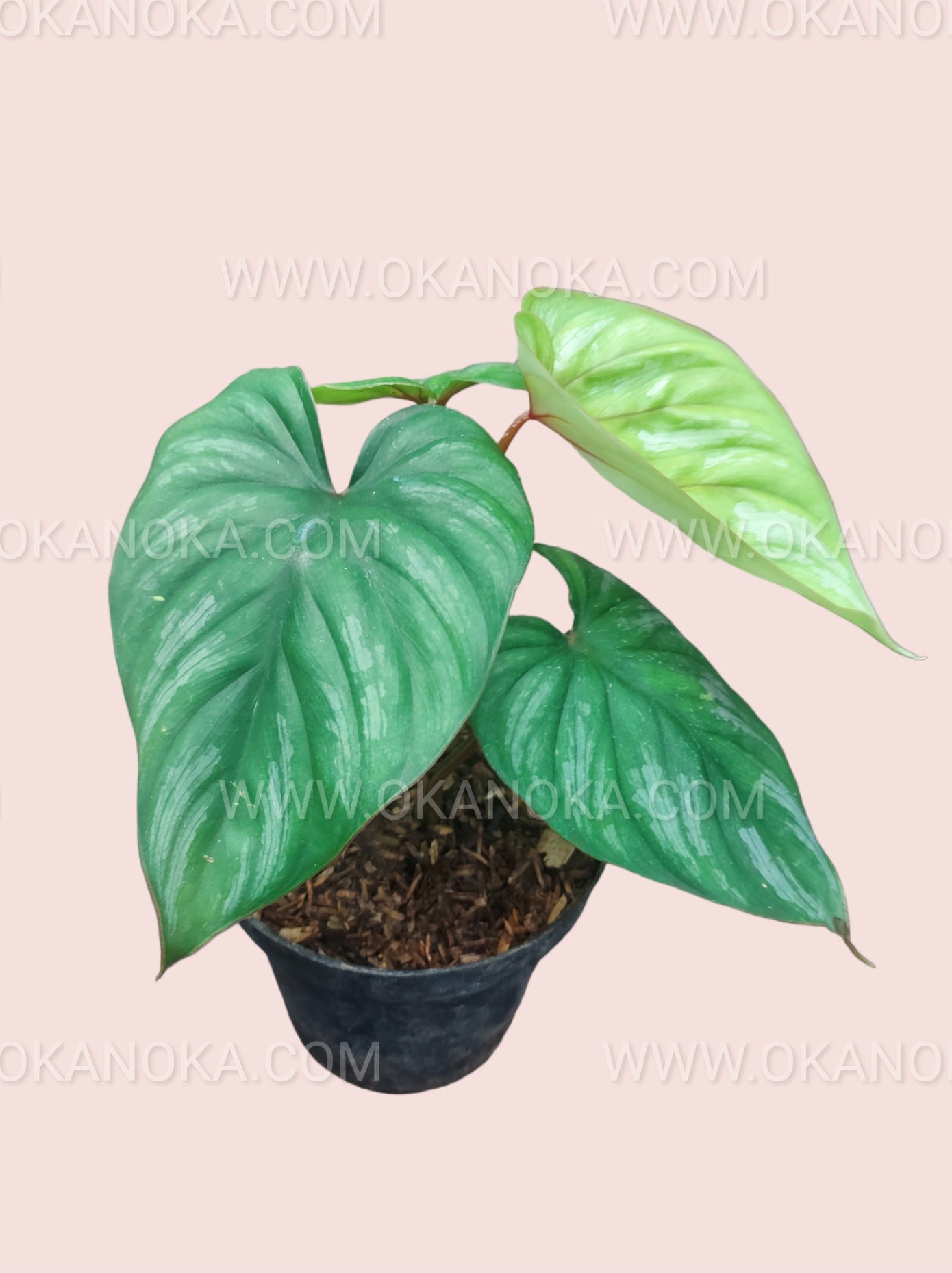 narrow leaf philodendron Philodendron Plowmanii Black Face Narrow small size – Okanoka