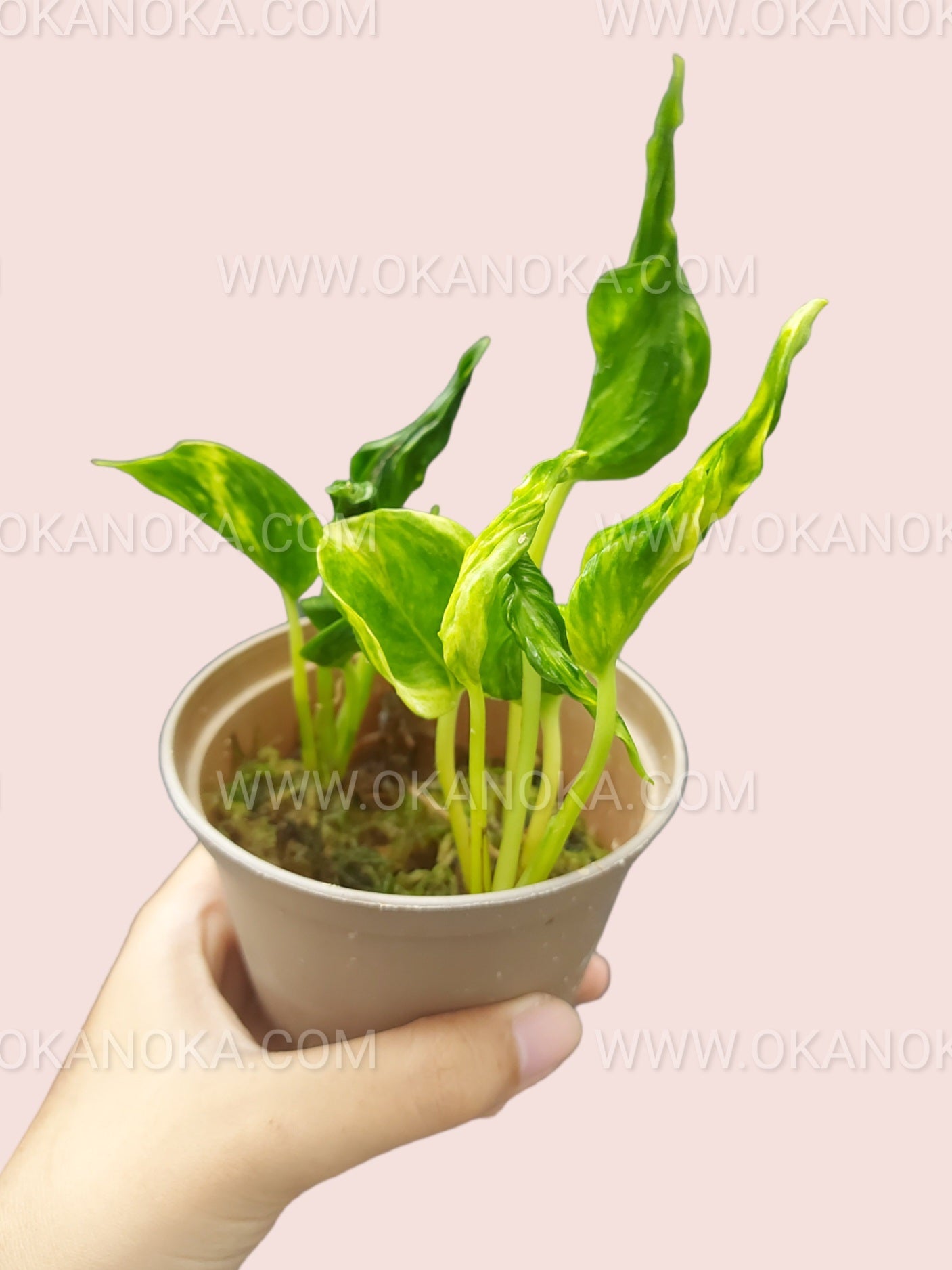 shangri la pothos for sale Epipremnum Shangri La Aurea – Okanoka