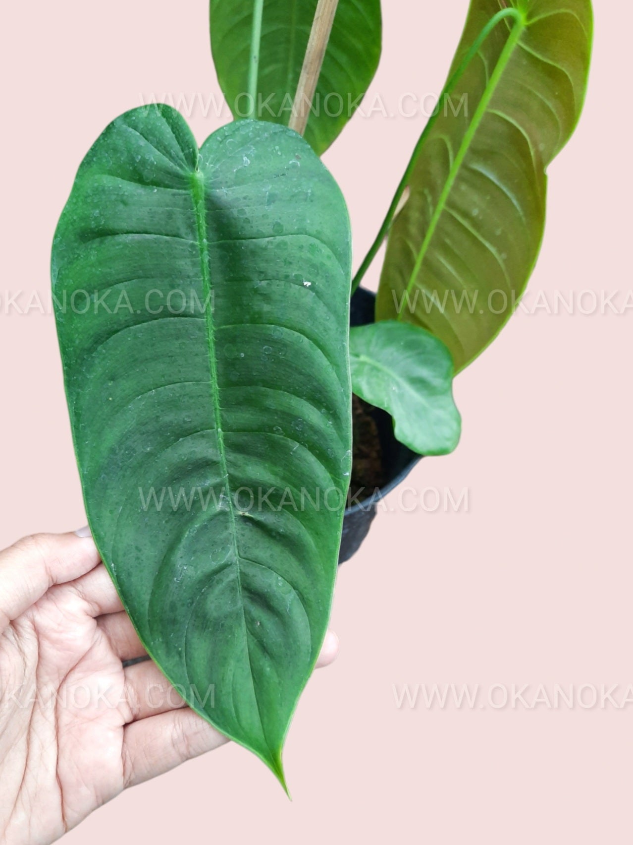 anthurium veitchii buy Anthurium Veitchii small – Okanoka