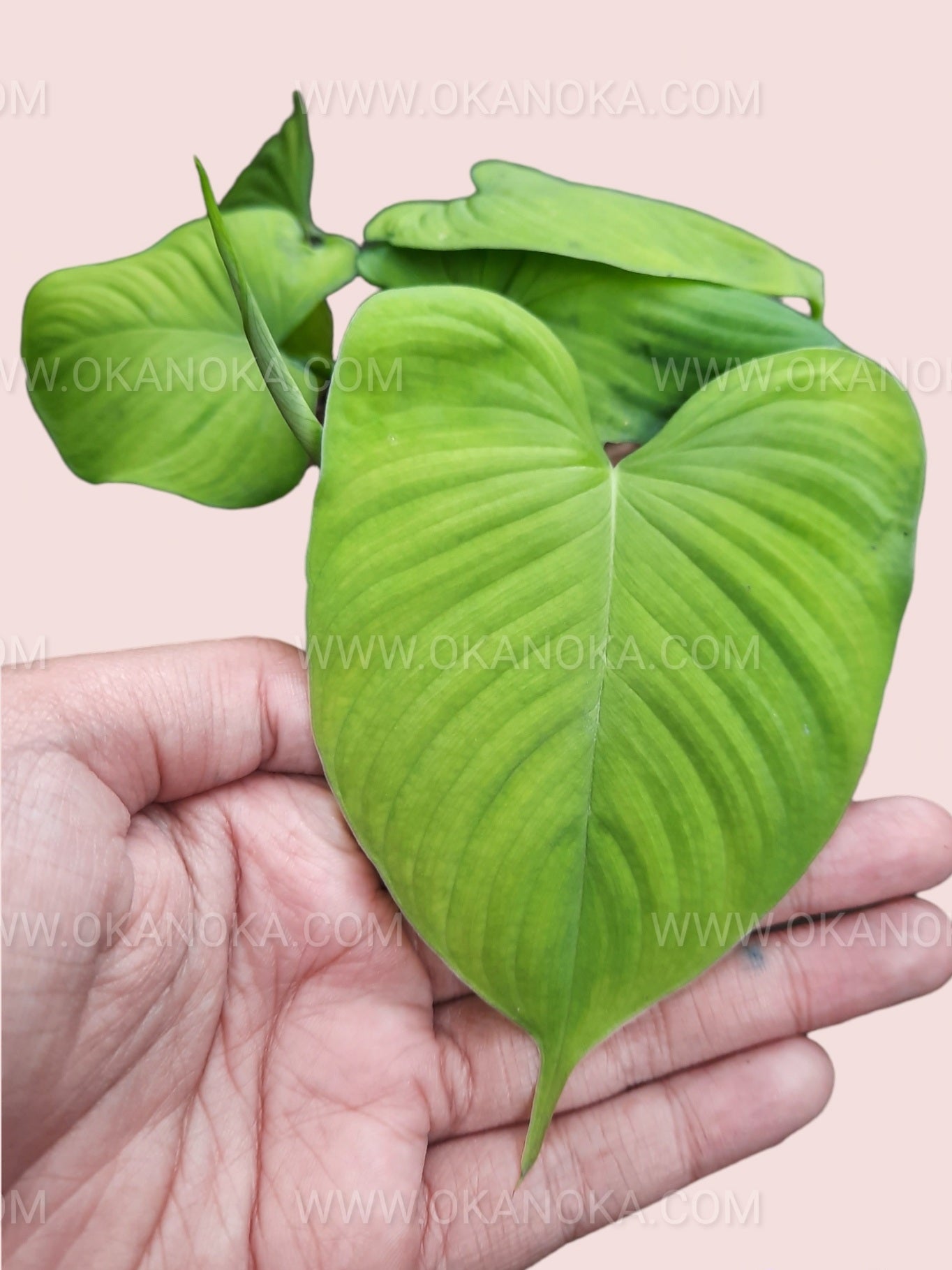 Philodendron Fibraecataphyllum