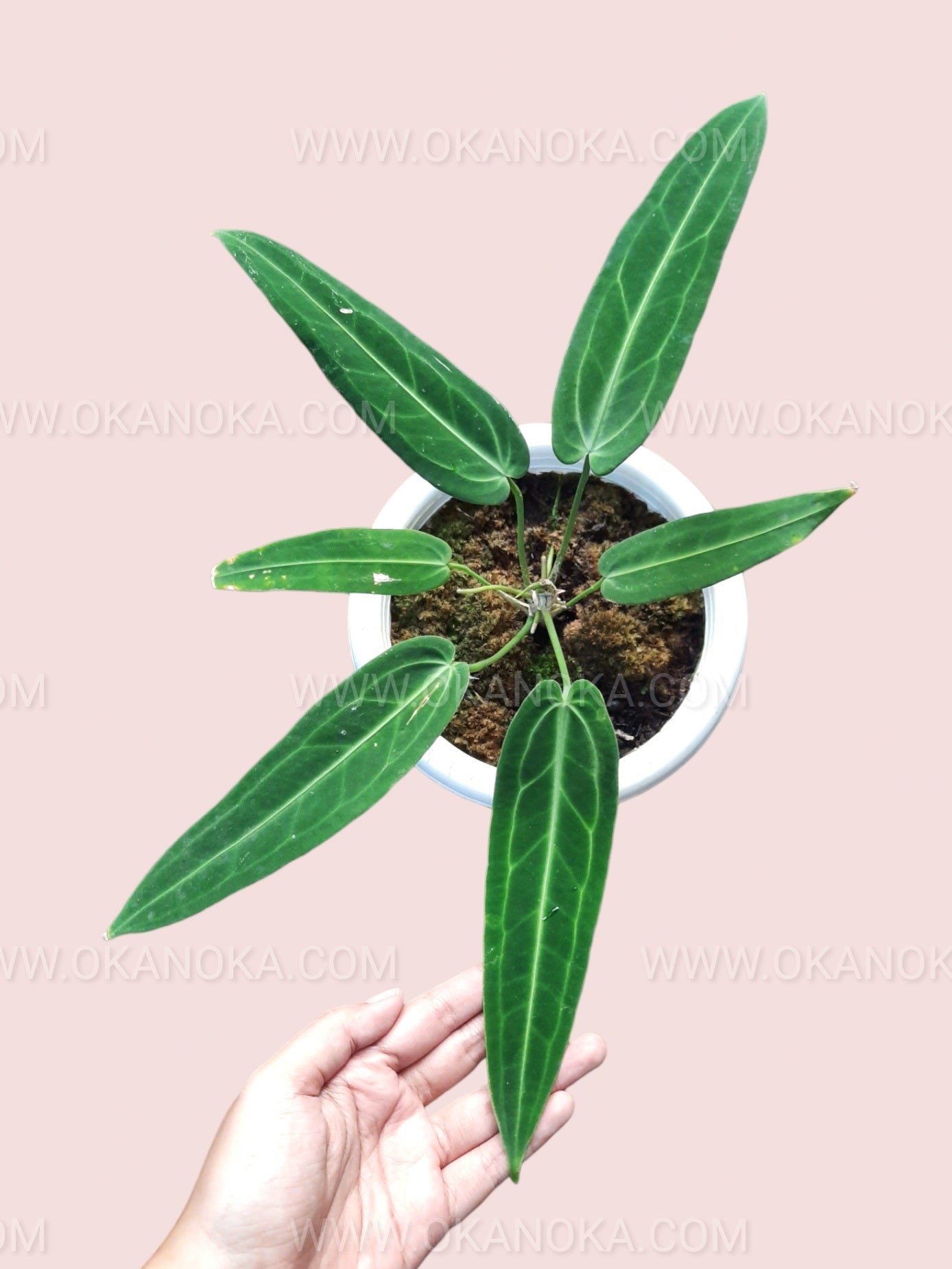 the queen anthurium Anthurium Queen Warocqueanum