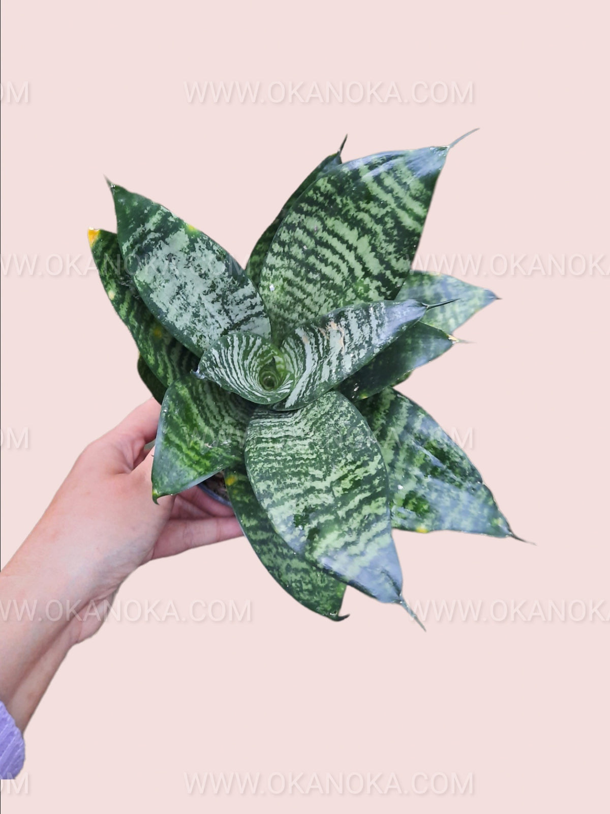 Top view of Sansevieria Trifasciata Hahnii Birds Nest with compact green rosette leaves in small indoor pot.