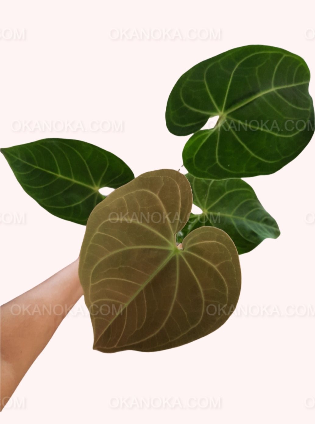 Anthurium Magnificum Hybrid Verde