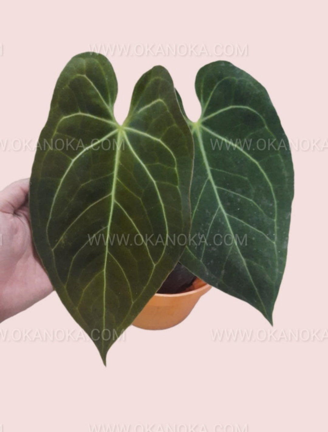 anthurium magnificum norte Anthurium Magnificum Hybrid Norte Medium Size