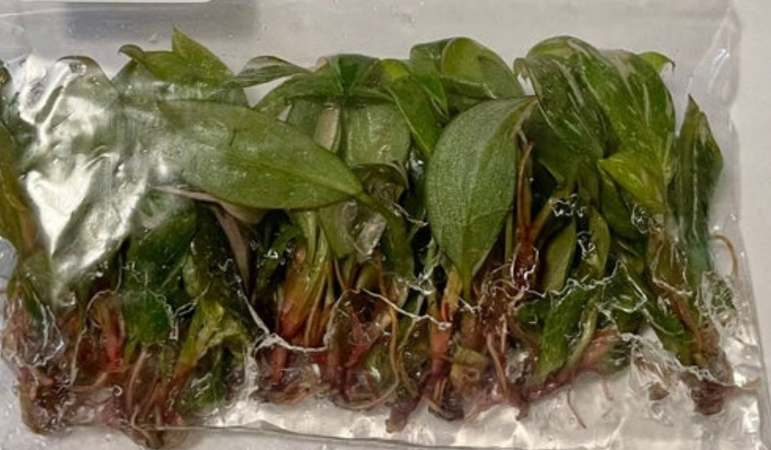tissue culture philodendron pink princess US Store