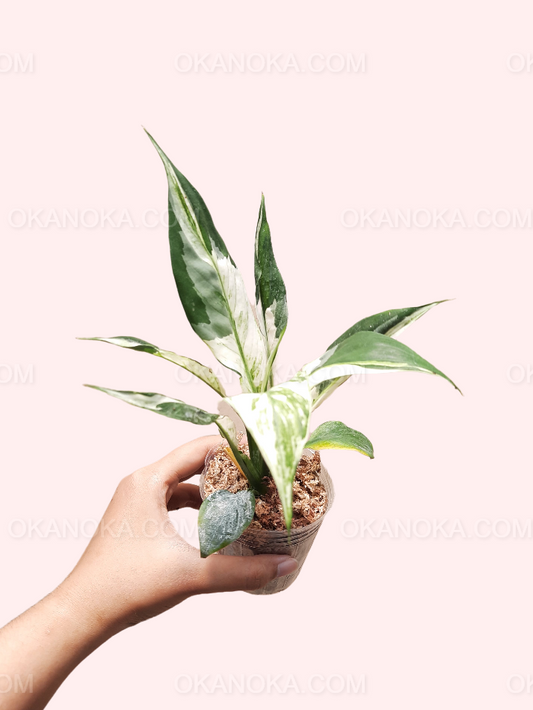 Hand holding Spathiphyllum Peace Lily Variegated with vibrant green and white variegated leaves.