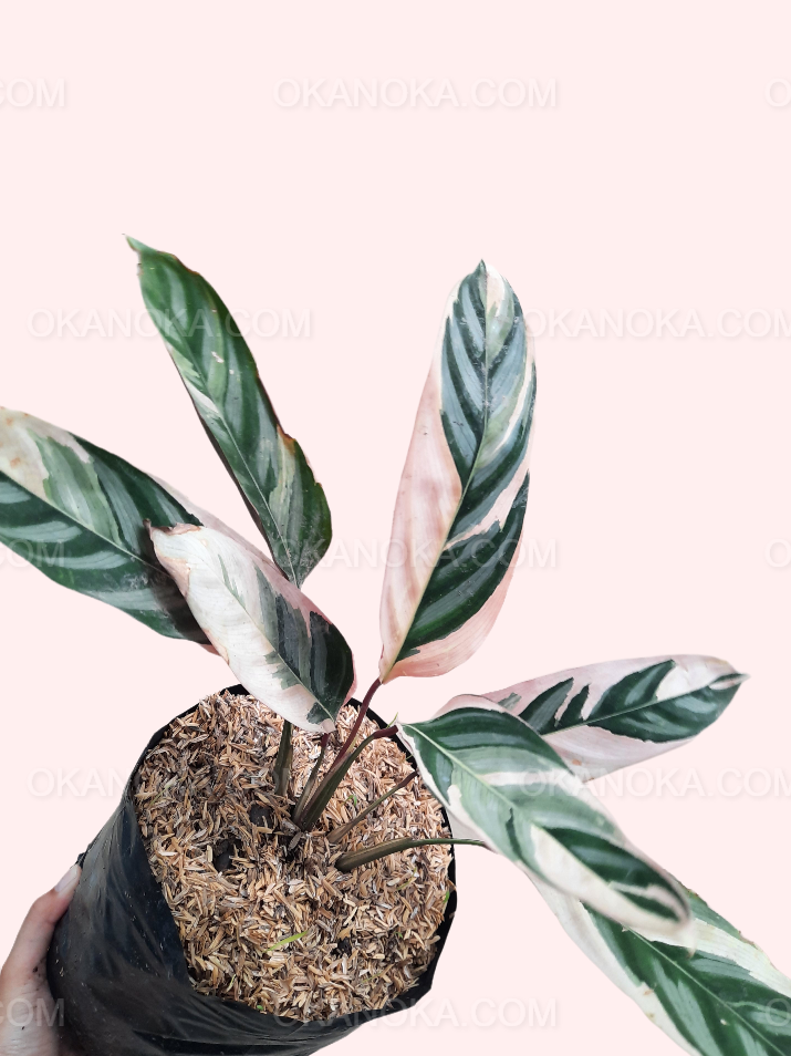 Stromanthe Triostar in a pot with variegated green, cream, and pink leaves.