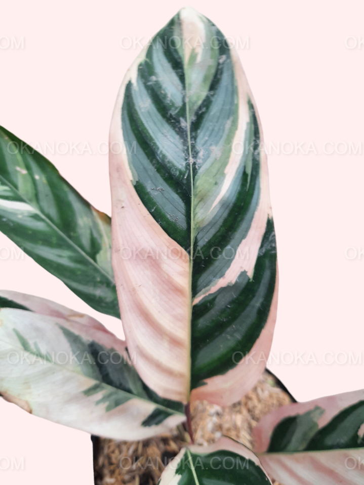 Close-up of Stromanthe Triostar leaves showcasing vibrant pink, cream, and green patterns.