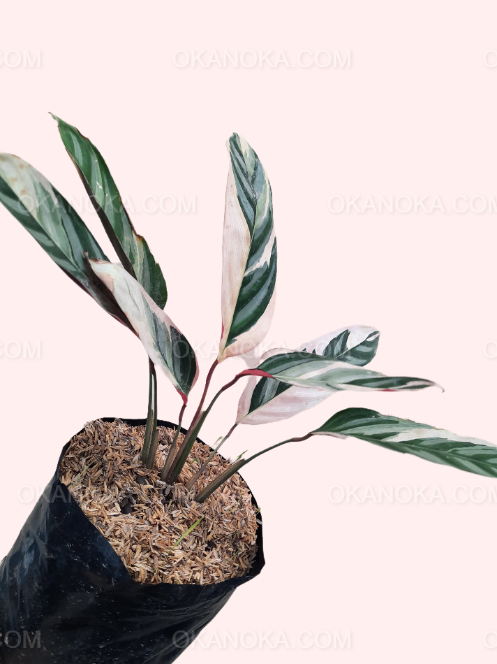 Full view of Stromanthe Triostar plant highlighting its colorful foliage and upright growth.
