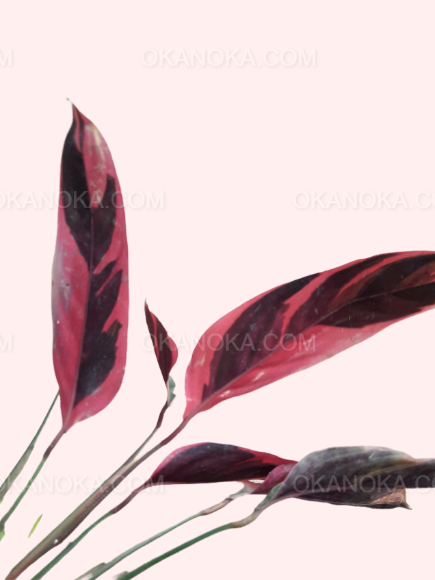 Underside of Stromanthe Triostar leaves displaying rich reddish-pink hues.