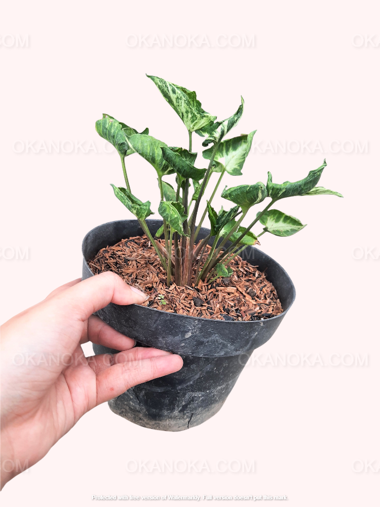 philodendron godzilla Syngonium Godzilla