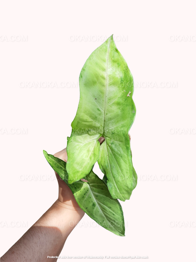 Hand holding a single leaf of Syngonium Green Latte, showing its lush green texture.