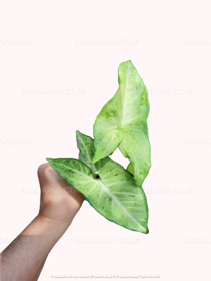 Hand holding Syngonium Green Latte with two leaves, emphasizing the plant's rich green color.