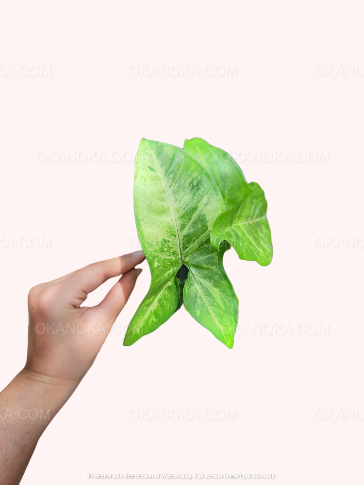 Close-up of Syngonium Green Latte with two light green leaves against a soft background.