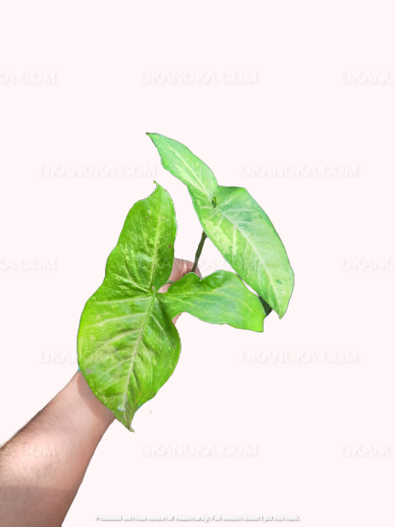 Another close-up of Syngonium Green Latte with three leaves, displaying the plant's vibrant foliage.