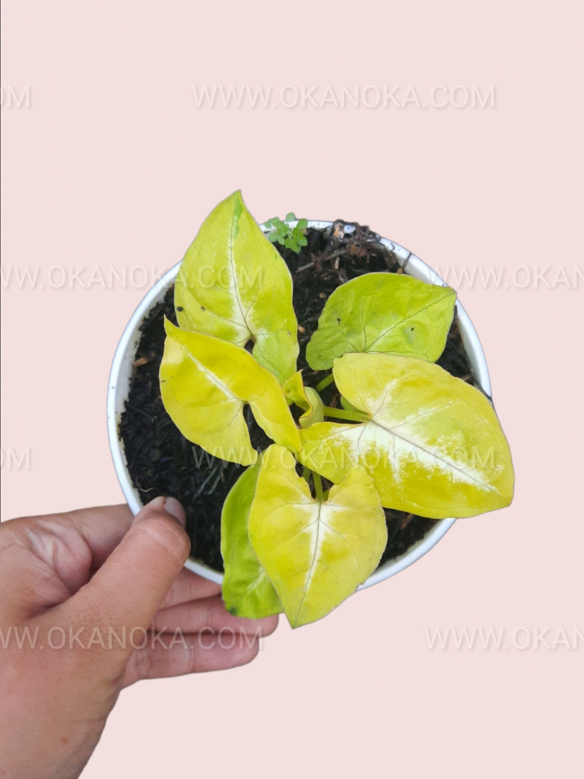 Hand holding a potted Syngonium Lime Soda with bright lime-green arrowhead-shaped leaves.