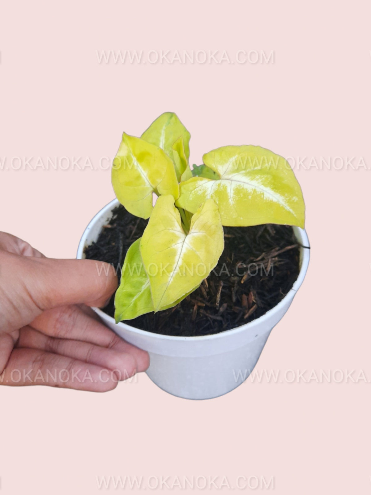 Side view of Syngonium Lime Soda in a white pot, showcasing its vibrant foliage.