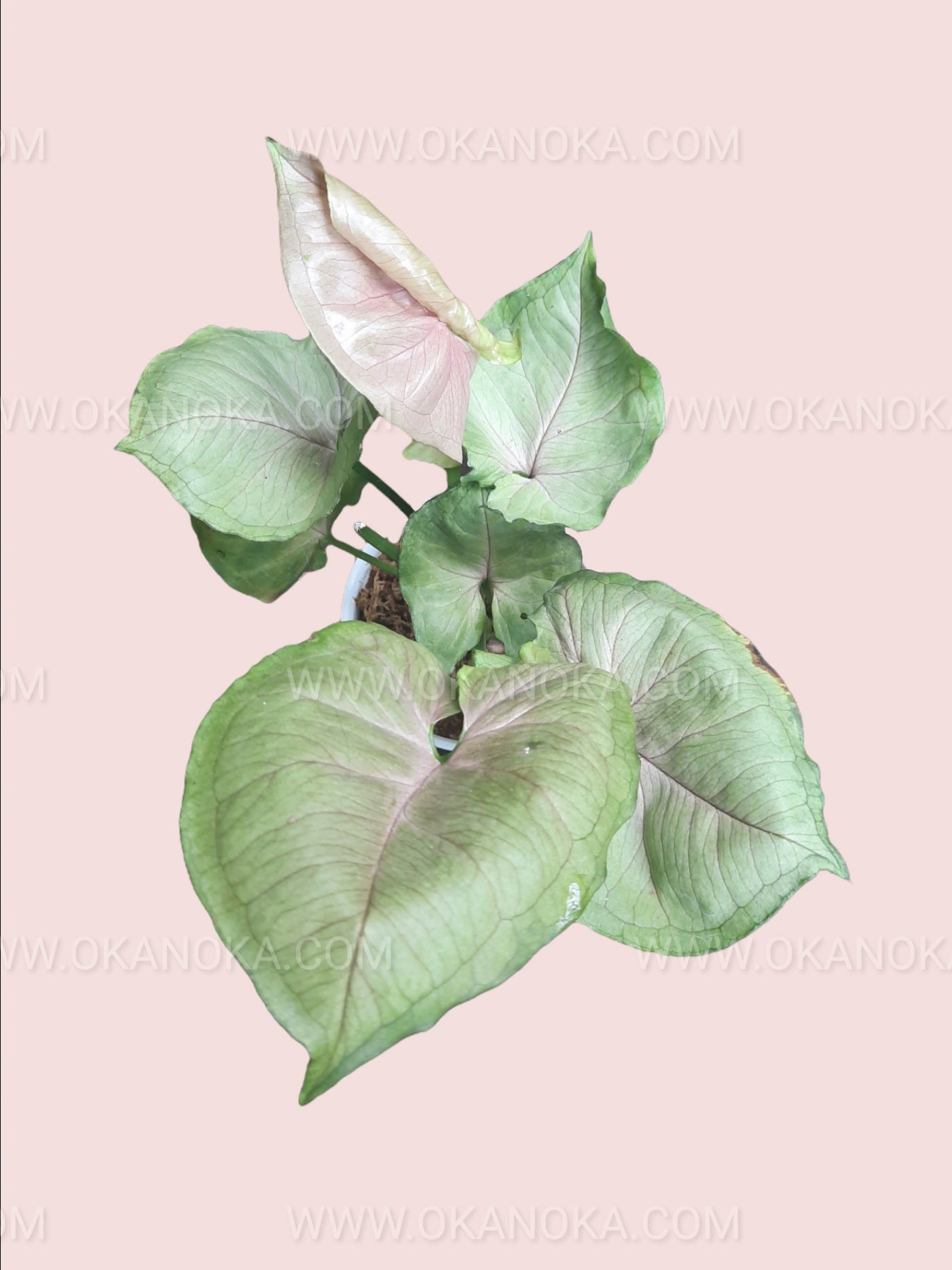Syngonium Mango Allusion showing hands adjusting plant for display, capturing full plant view.