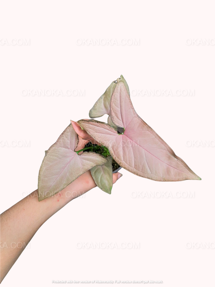 Pink syngonium live plant held in hand, tropical houseplant with soft pastel pink arrow-shaped leaves