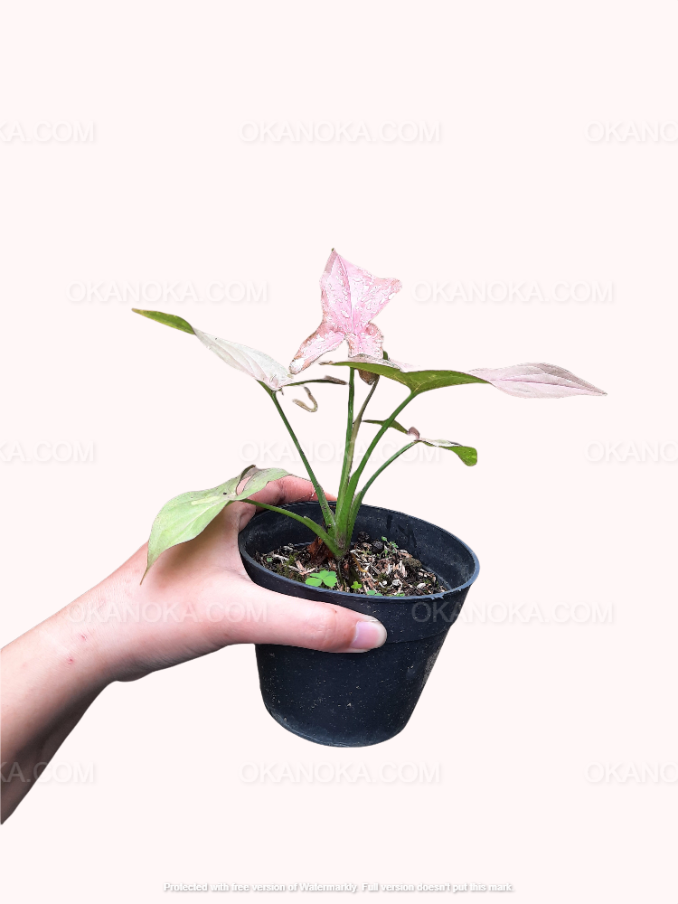 Small potted pink syngonium live plant, tropical houseplant with light pink leaves and fresh green accents