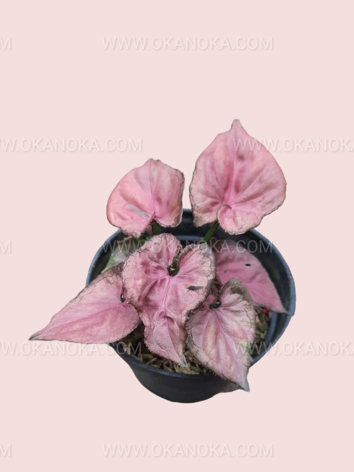 Syngonium Pink Perfection Small potted plant viewed from above highlighting its colorful foliage.