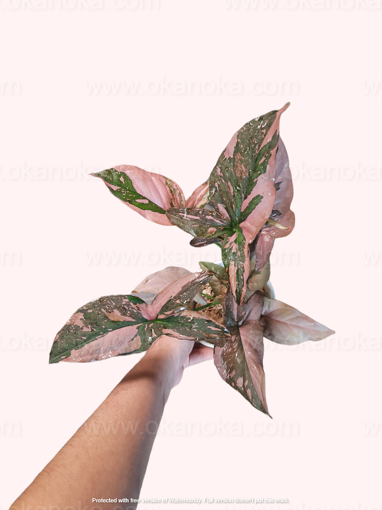 pink splash plant indoors Syngonium Pink Splash – Okanoka