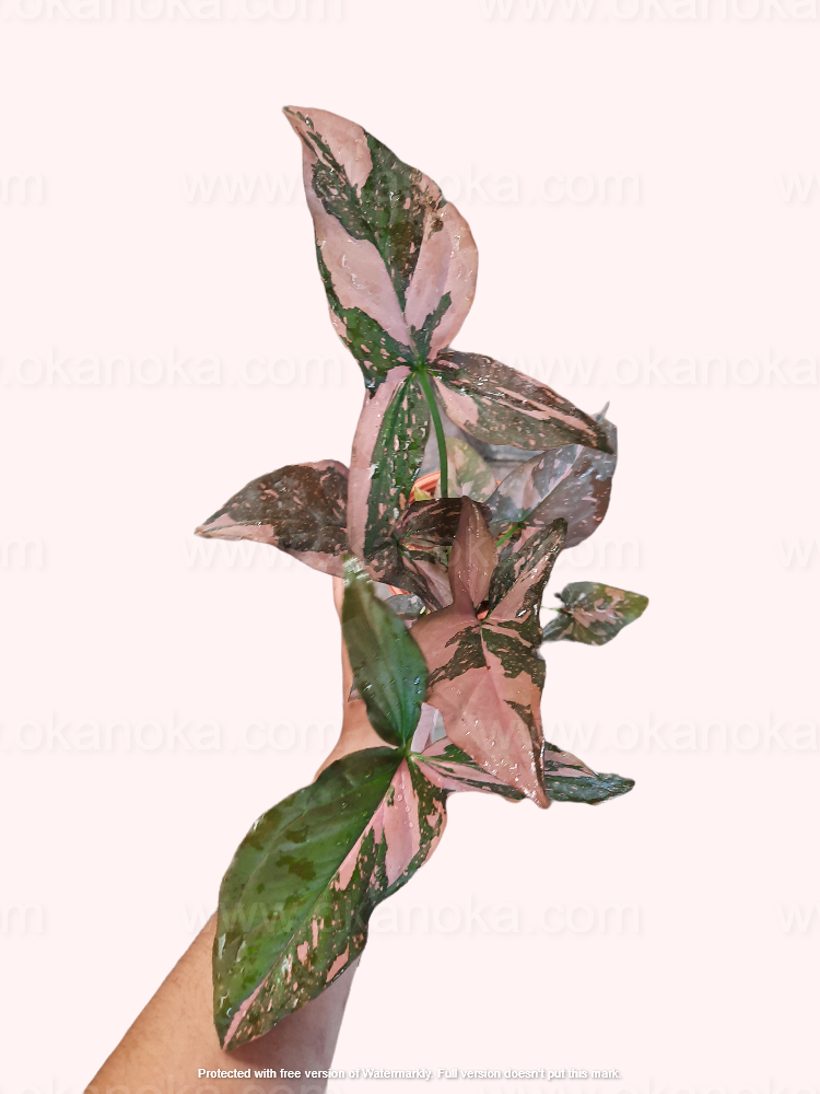 Close-up of Syngonium Pink Splash leaves, highlighting the pink-and-green marbled pattern.