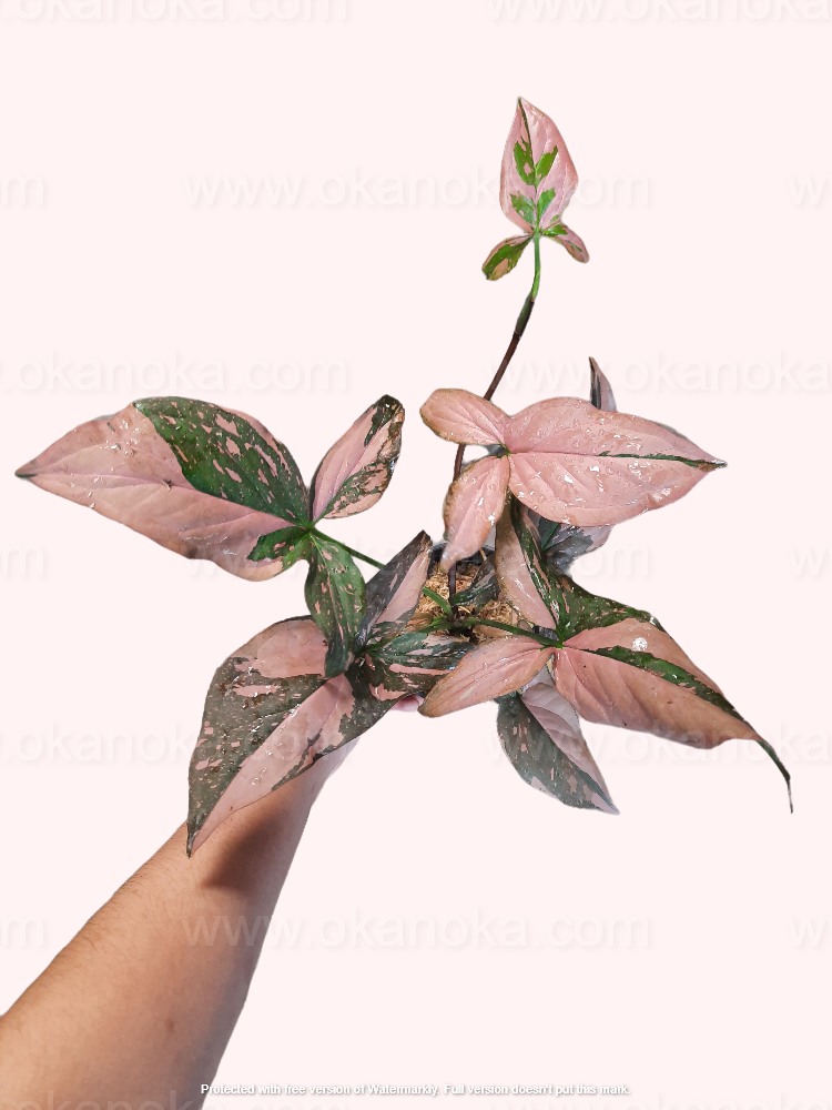 Full plant view of Syngonium Pink Splash in hand, spreading arrow-shaped leaves symmetrically.