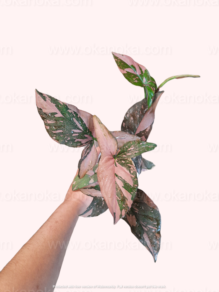 Potted Syngonium Pink Splash tropical houseplant in hand, showcasing glossy pink leaves with faint green veins.