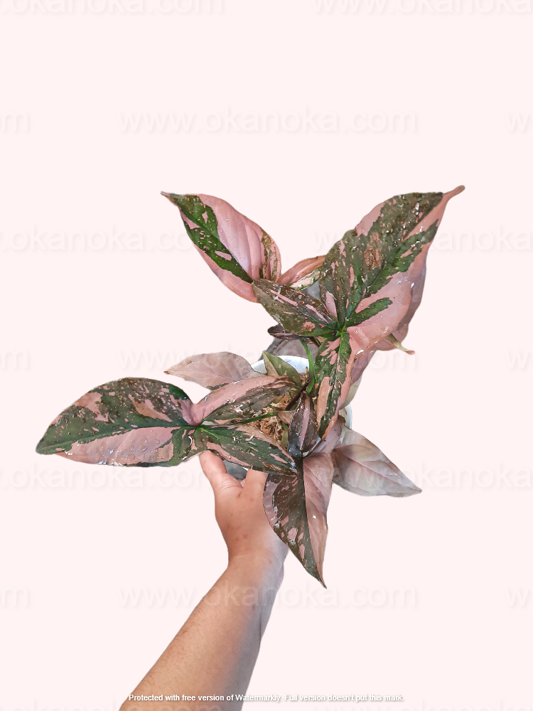 Hand holding Syngonium Pink Splash, showing top view of pink variegated leaves with green edges.