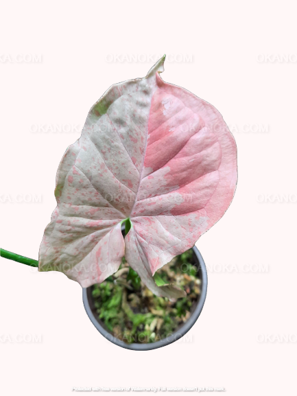 Top view of pink syngonium Pink Spot live plant in pot, showing soft pink leaves with gentle green edges, tropical houseplant