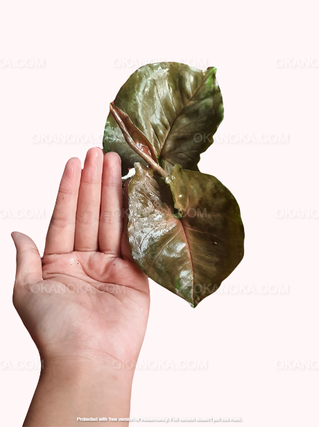 A Syngonium Plum Allusion plant with leaves displaying a mix of pink, green, and deep plum hues, being held in a person's hand.