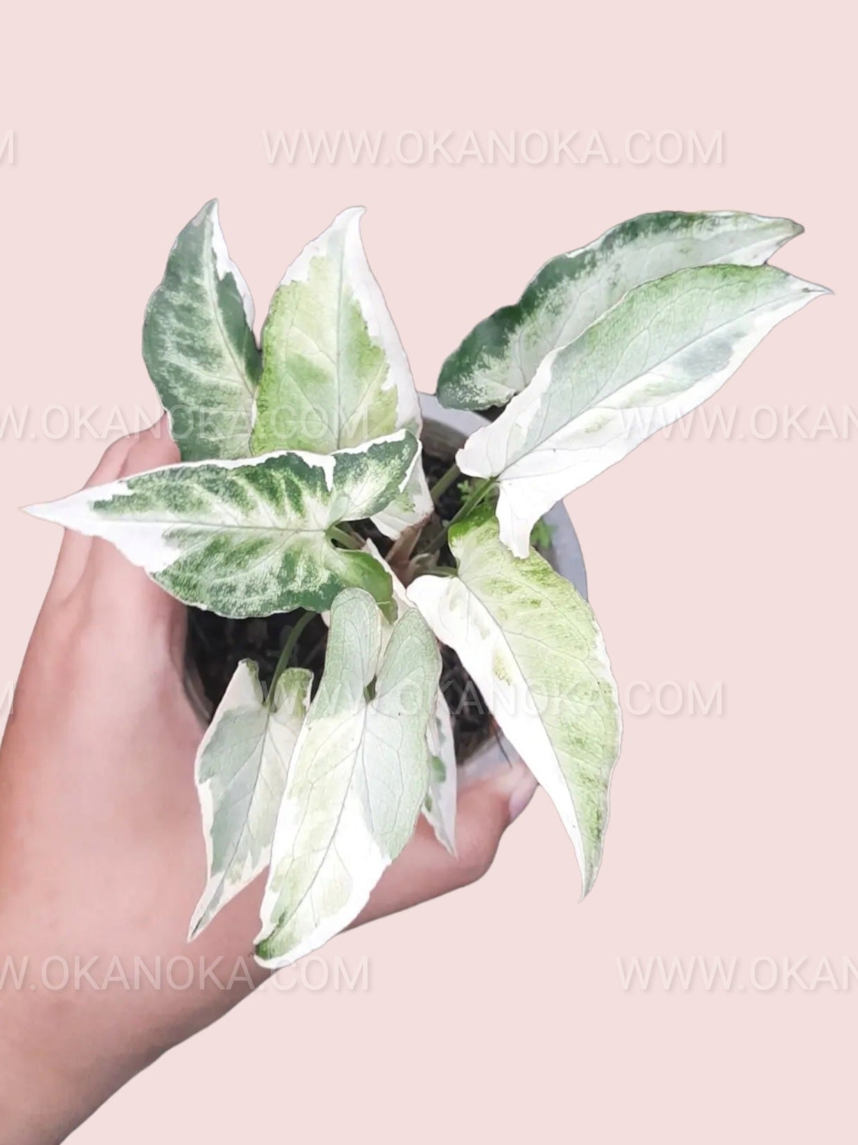 Top view of Syngonium Starlite showing star-patterned variegated leaves.