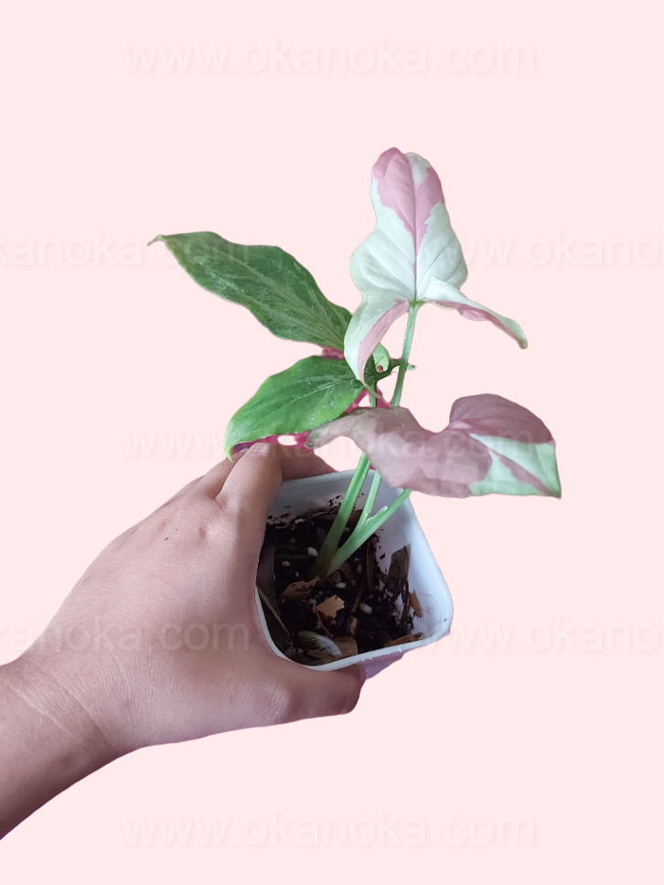 Syngonium Strawberry Milk with vibrant pink leaves emerging, plant held by hand, showing detailed variegation