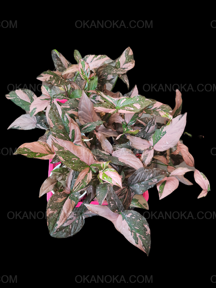 Set of 10 Syngonium Pink Splash plants with darker green leaves and vivid pink variegation, ideal for small collections or resale.